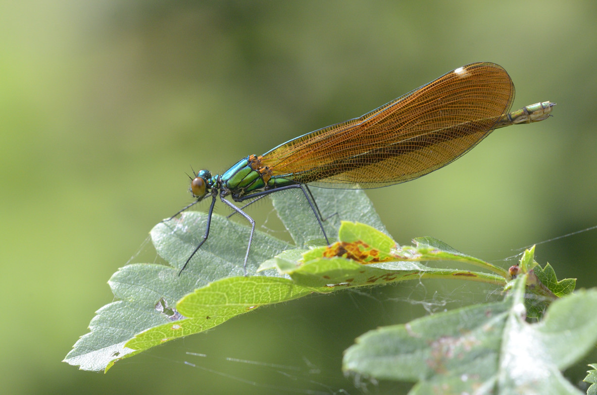 Calopterys virgo f. ? - Calopteryx virgo (Femmina immatura)